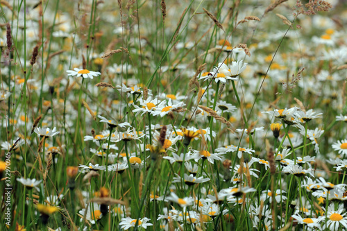 Naturnahe Gärten mit Wildblumen