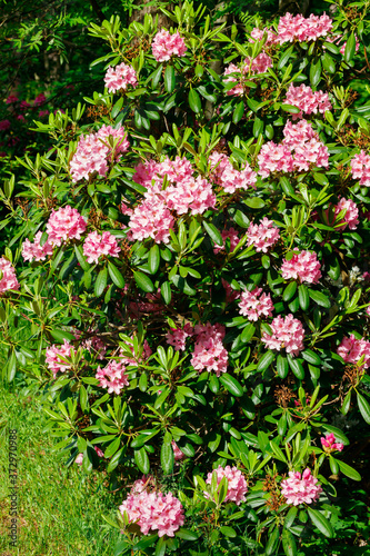 Bush with pink rhododendron flowers in the park, Finland