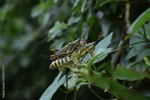 mating locusts(tiddi),the big-headed, ogre-eyed insects that breed in north and east Africa, particularly along the Nile,and in the Sahara desert. They wing their way to Sindh, where they breed again. photo