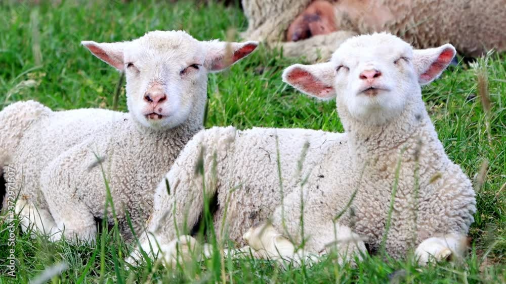cute white lambs between grasses
cute white lambs between grasses