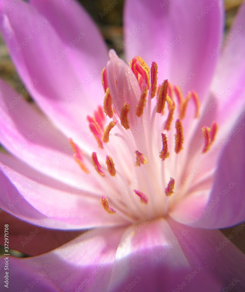 Heart of the Bitterroot Bloom - A macro image showing the pollen covered stamens within the Bitterroot / Rock Rose wildflower Heart of the Bitterroot Bloom - A macro image showing the pollen covered stamens within the Bitterroot / Rock Rose wildflower