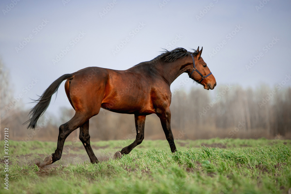 Fototapeta premium Beautiful horses gallop across the green field