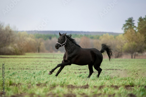 Beautiful horses gallop across the green field