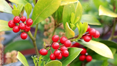 Wallpaper Mural green plant with red berries, skimmia japonica, evergreen shrub
 Torontodigital.ca