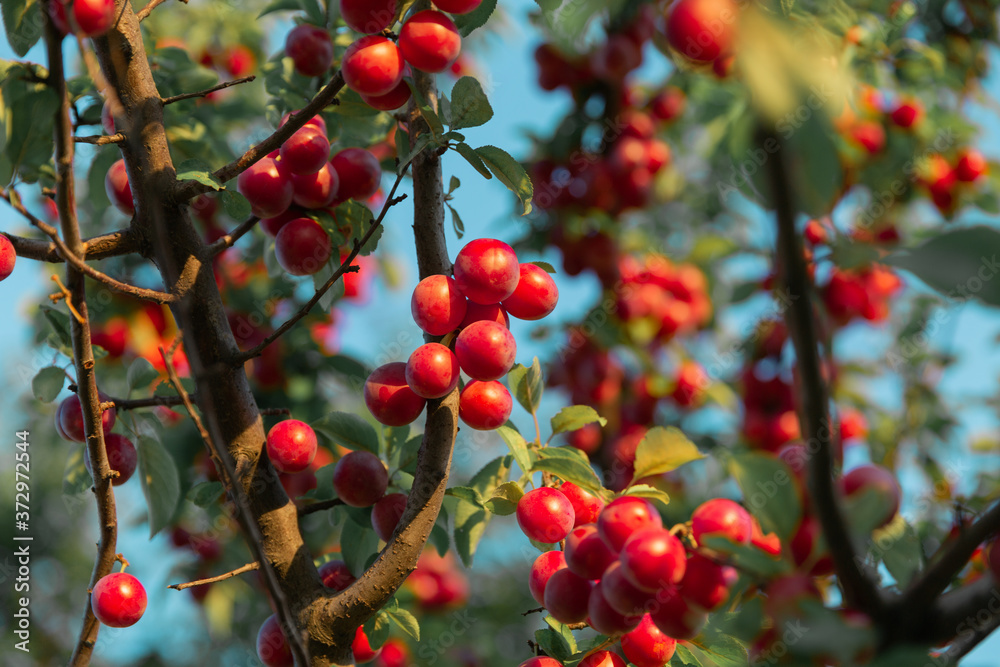 red berries on a tree