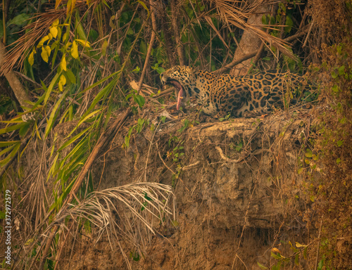 Yawning of the jaguar