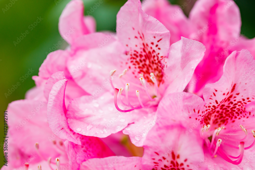 Fototapeta premium Pink rhododendron flowers in the park, Finland