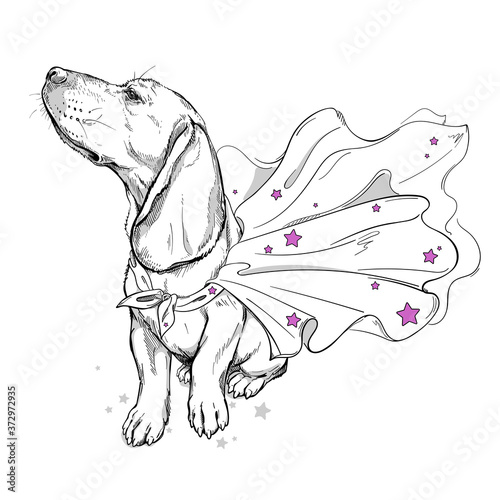 Cute beagle dog in a superhero cape. A dog in a cape with stars. Stylish image for printing on any surface