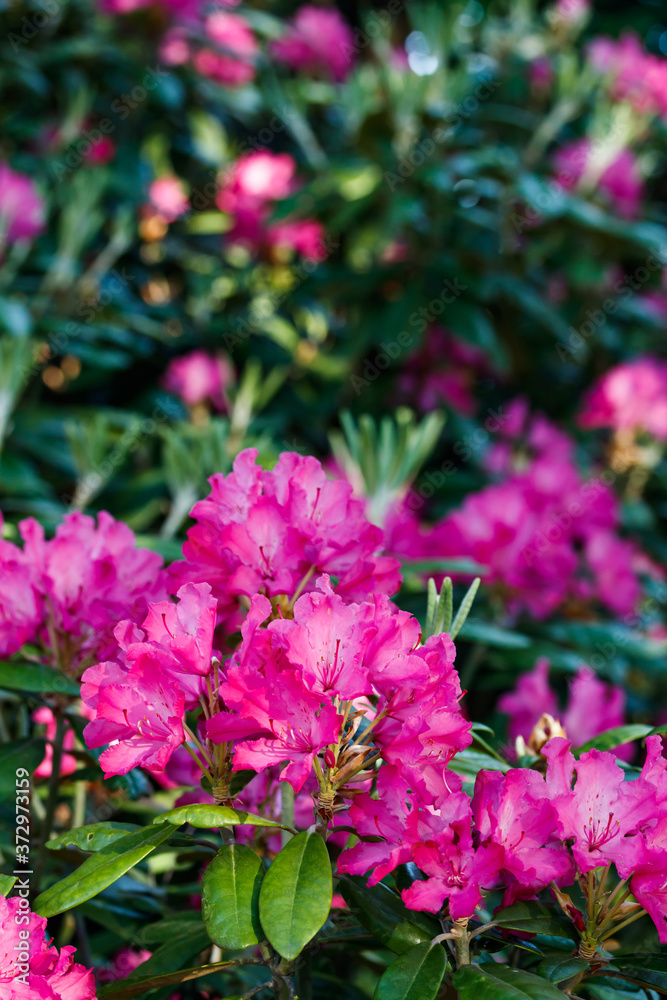 Pink rhododendron flowers in the park, Finland Pink rhododendron flowers in the park, Finland