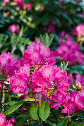 Pink rhododendron flowers in the park  Finland