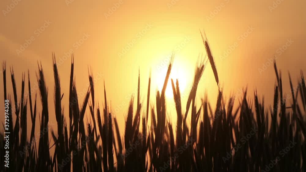 cereal field at spring in the morning, sunrise, timelapse
