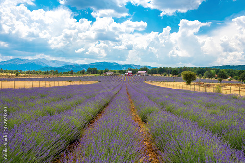 Lavander Field view in Denizli Province of Turkey 