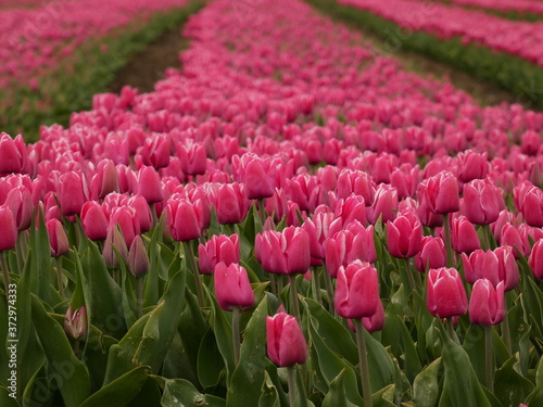 Carpet of pink tulips in bloom on tulip field, Trzcinisko, Poland