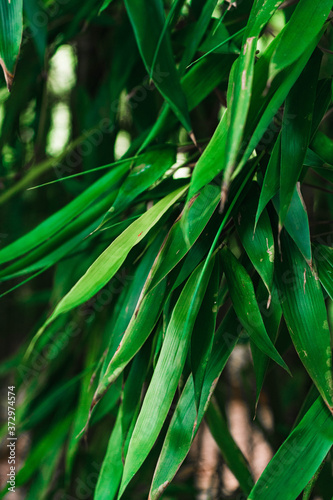 Bamboo leafs
