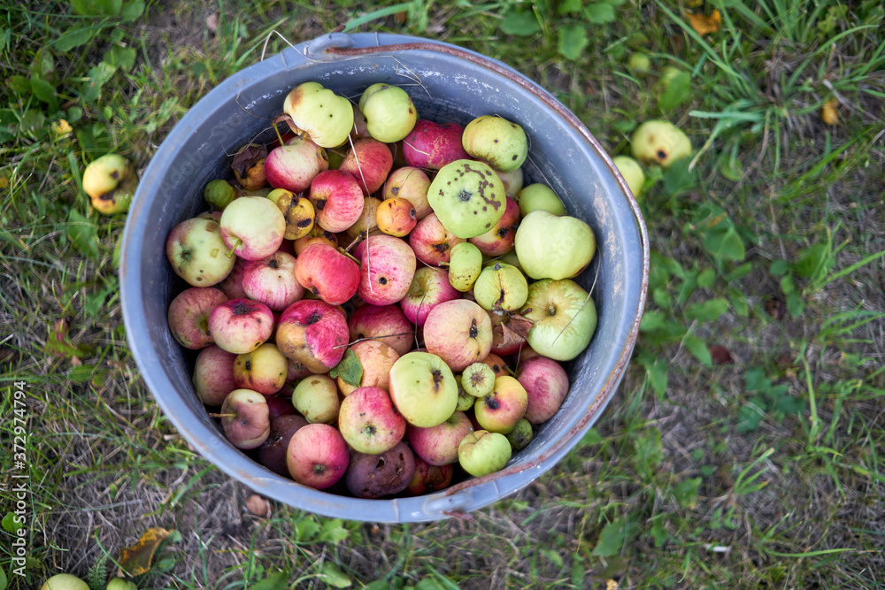 Selective focus on a bucket with fallen rotten apples from above in a blurred summer garden. Selective focus on a bucket with fallen rotten apples from above in a blurred summer garden.