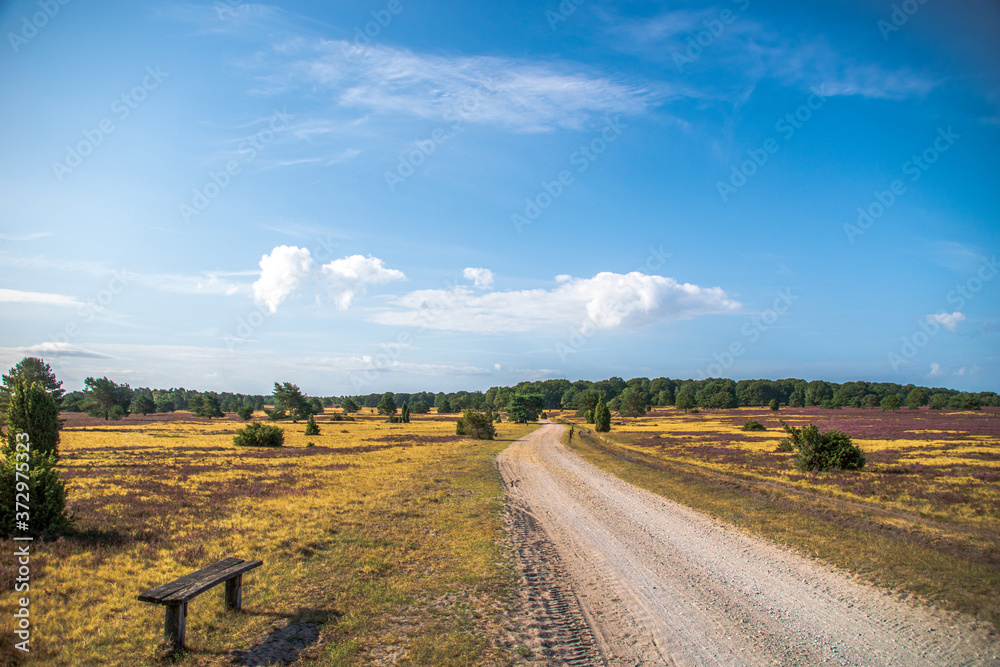 Fototapeta premium Lüneburger Heide 