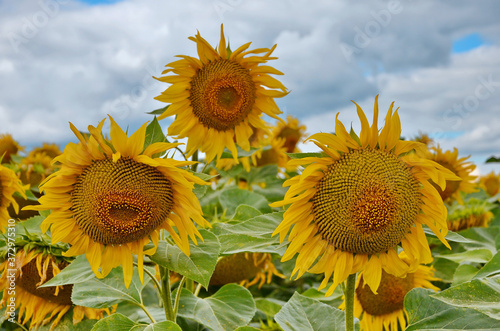 Yellow sunflower flowers on the field