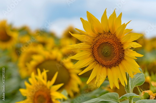 Yellow sunflower flowers on the field