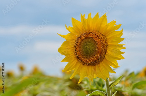 Yellow sunflower flowers on the field