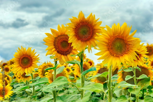 Yellow sunflower flowers on the field