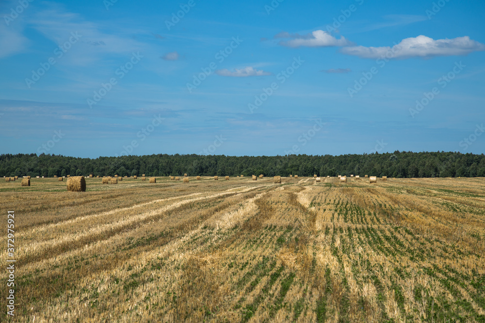 Field after harvesting wheat. A round stack of dry straw on a field in summer against a background of blue sky and trees.