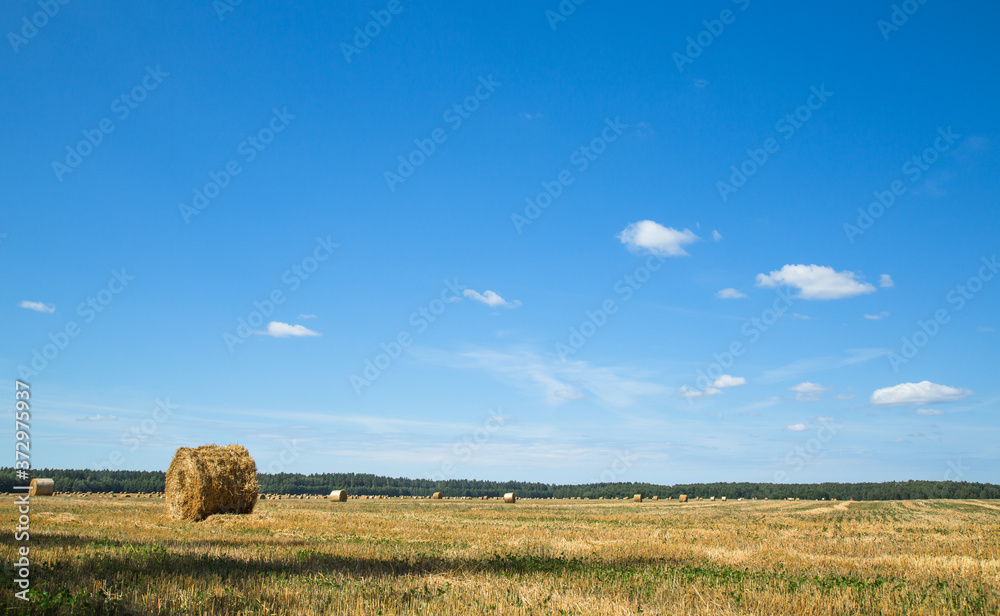 Field after harvesting wheat. A round stack of dry straw on a field in summer against a background of blue sky and trees.