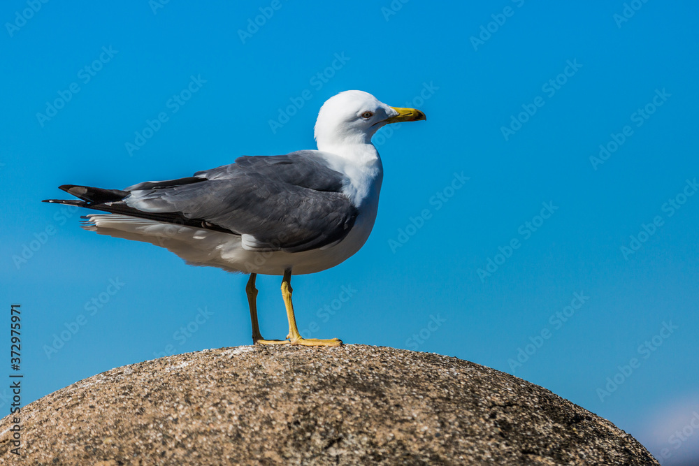 Obraz premium Closeup of a side view of a seagull with gray and white plumage standing on a stone on a sunny day with a blue sky in the background
