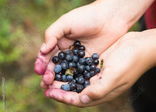 Forest berry blueberry. Picking berries with hands in the forest. Healthy eating.