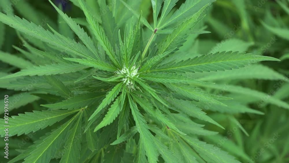 Flowering Cannabis Plant Leaf Grown For Medical Use Flowering Cannabis Plant Leaf Grown For Medical Use