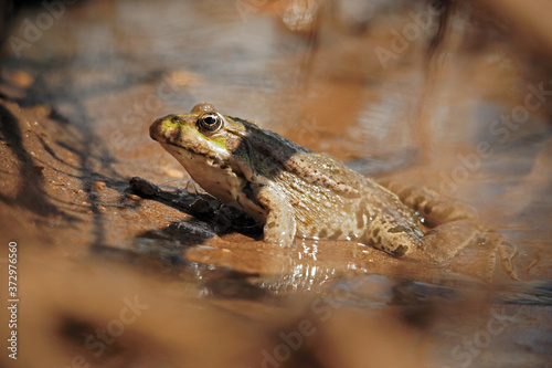 The lake frog