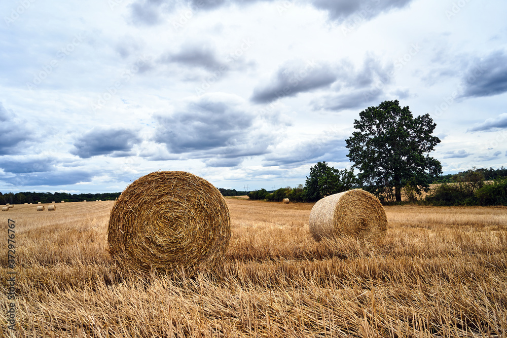 rural landscape with straw bales in arable fields after the harvest