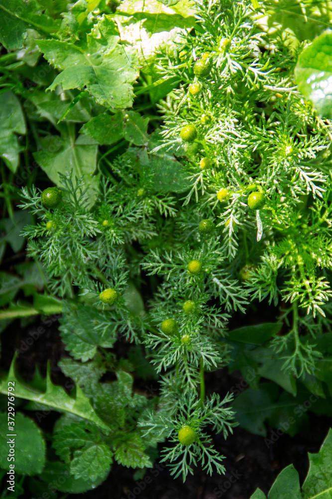 green leaves background