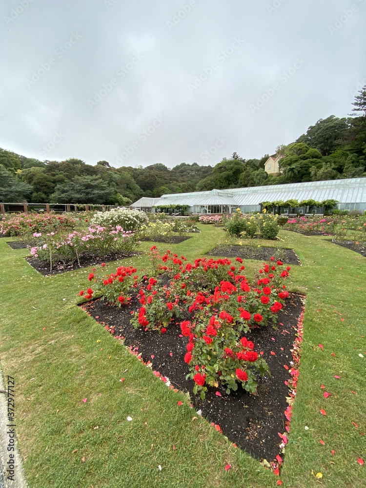 Roses d'un jardin botanique à Wellington, Nouvelle Zélande	