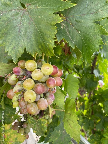 close up bunch of grapes background. selectve focus. photo