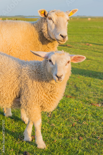 Schafe in Westerhever