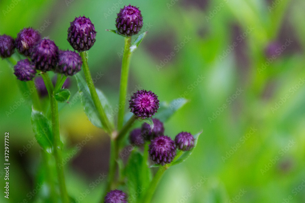 Fototapeta premium purple flowers in the garden