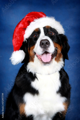 Bernese zennenhund as Santa Claus © Julia