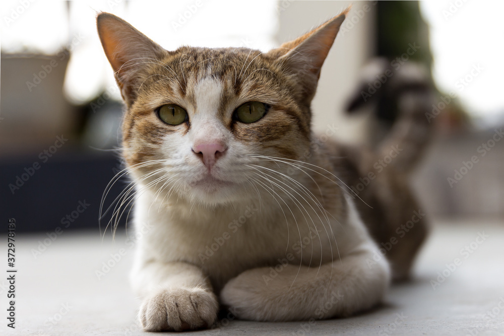 portrait of a cat sitting