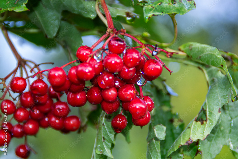 autumn viburnum