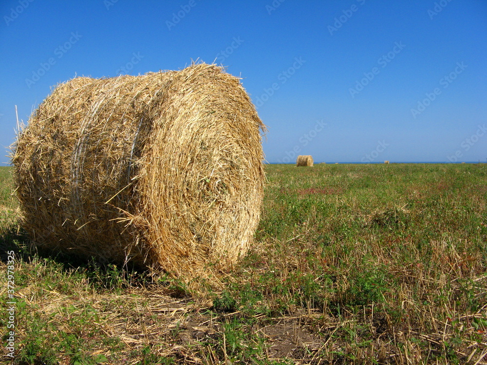 picturesque round haystacks against the backdrop of mown fields and the sea