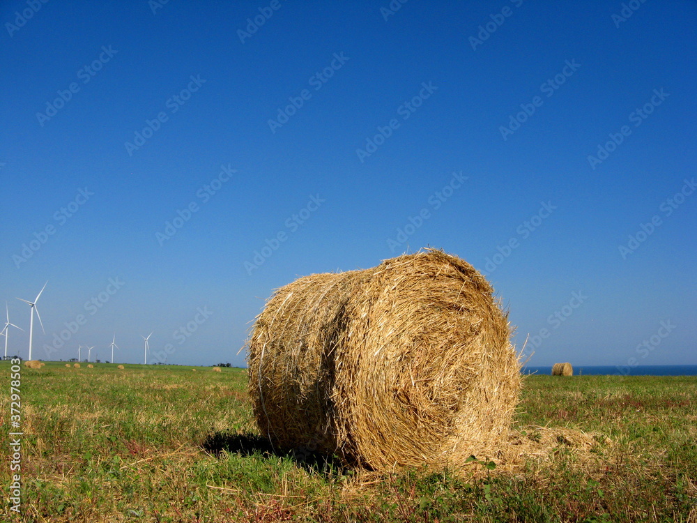 round stacks of straw against the background of the mown field and the sea