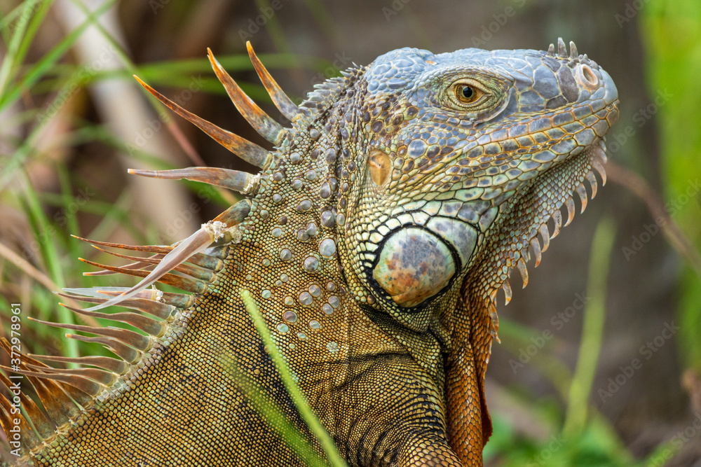 Obraz premium Iguana with orange coloring (Iguana iguana) - Hollywood, Florida, USA