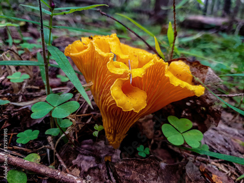 Mushroom chanterelle in the forest close-up.