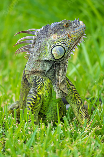 Fotografie Green iguana in grass (Iguana iguana) - Hollywood, Florida, USA