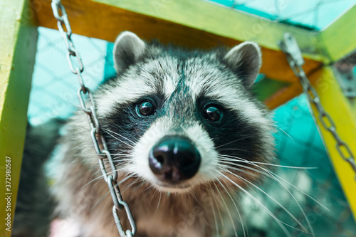 a portrait of a raccoon staring into the camera with a touching gaze