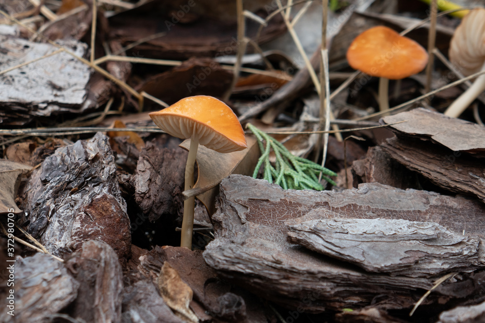 Close-up of fresh mushroom grown from mulch Close-up of fresh mushroom grown from mulch