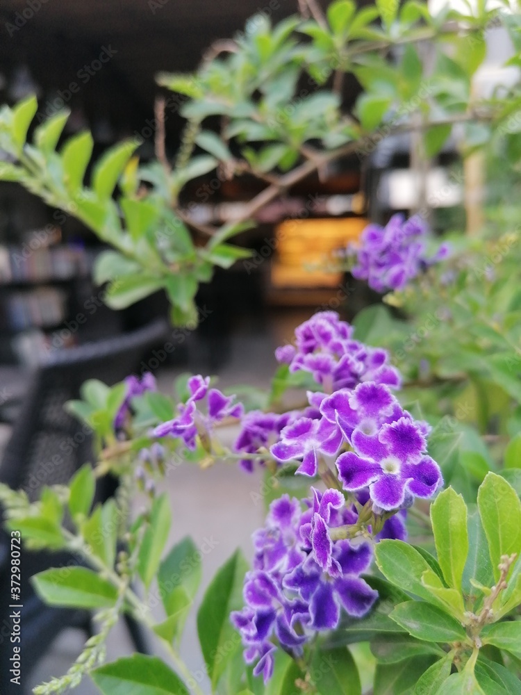 Lilac flowers on a green background