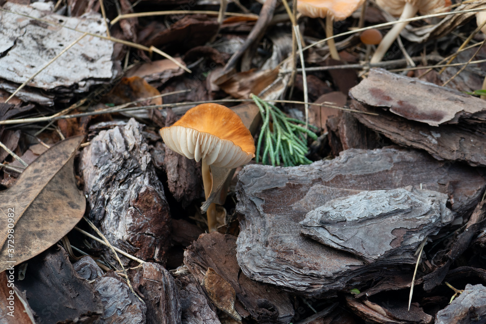 Close-up of fresh brown mushroom Close-up of fresh brown mushroom