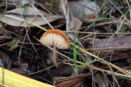 Close-up of fresh mushroom grown after rain