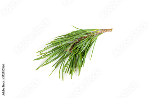 spruce branch with long needles isolated on white background